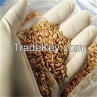 high quality wheat grain for hot sale