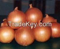 2015 crop fresh red onion in mesh bag with cheap price