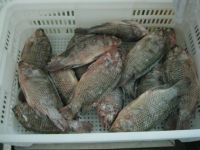 tilapia whole