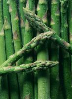 frozen asparagus, IQF asparagus, white asparagus, green asparagus---good price with top quality from China