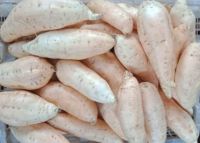 005 Hot SellingFresh Yam  Sweet Cilembu origin Indonesia