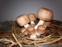 Agaricus blazei Mushroom Spawn