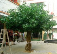 99% similarity  artificial banyan tree(ISO9001)