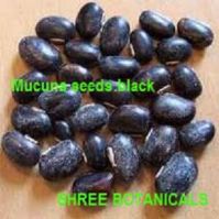 Offering Mucuna Seeds