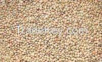 sell 2014 new crop lentils