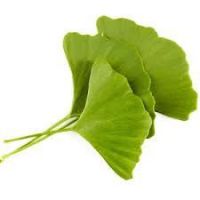 New Zealand Ginkgo Leaf