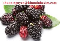 Frozen Mulberry fruit juice concentrate