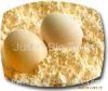 Whole egg powder/Yolk powder/Albumen powder/Egg shellpowder