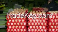 Fresh Chicken Table Eggs & Fertilized Hatching Eggs, White and Brown eggs