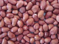 Good Quality Round Type Raw Peanuts