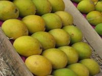 fresh mangoes