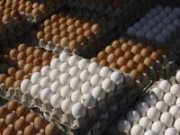 High Fresh Table Eggs Brown And White