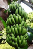 Banana Buyers Wanted