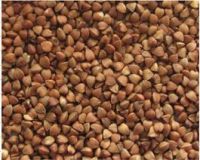Superior quality roasted buckwheat kernels