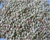 superior quality buckwheat kernels from China with competitive price
