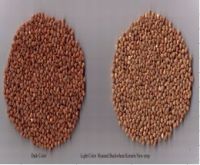 sell 2013 roasted buckwheat kernels