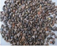 buckwheat with high quality and low price