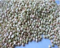 2013 new crop buckwheat kernels with high quality and low price