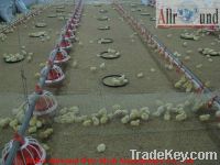 Broiler Breeding System-Pan Feeding System