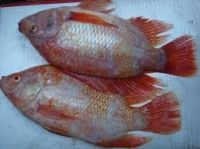 W/R Frozen Red Tilapia IQF WGS