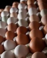 Eggs poultry eggs farm fresh white eggs