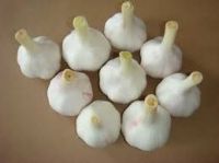 Best Quality Fresh Garlic Prices