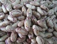 Round shape light speckled kidney beans