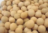 Non-gmo Yellow Soybeans