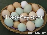 Fresh Brown And White Chicken Eggs