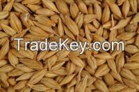 Barley Malt