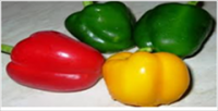 Capsicum