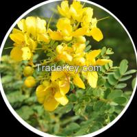 Cassia Auriculata/Senna Dry Leaves and Flower, Powder