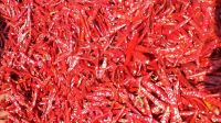 Indian dry chilli