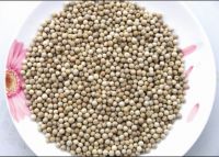 WHITE PEPPER/ GRUNULATES/POWDER