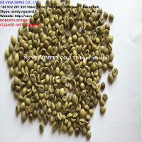 +84 972 297 354 VIETNAM SCREEN 16, 13 ROBUSTA COFFEE BEAN