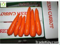 fresh carrots processing factory from china