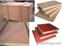 CARB Poplar plywood/Hardwood plywood/Film faced plywood