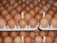 Cobb 500 Ross 308 Chicken Hatching Eggs Available