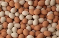 Fresh Poultry Eggs, Brown And White Table Eggs, Chicken Eggs, Hatching Eggs Cobb 500 And Ross 308