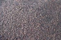 Sell Black Pepper. Black And White Pepper, Black Pepper 550gl/ 500gl