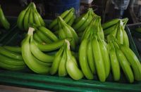 FRESH GREEN BANANA