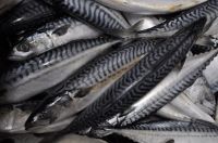 Frozen mackerel