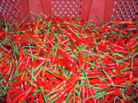 SELL FERSH SMALL RED CHILLI