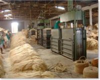 Natural Sisal Fiber