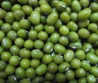 green mung beans size: 3.8mm 3.6mm