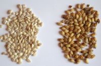Organic Pearl Barley