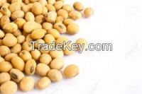 High Quality Soybeans  ready for Export
