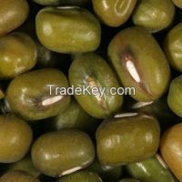 High Quality Vigna Beans ready for Export