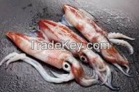 seafrozen squid fish whole round for sale