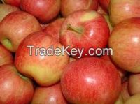 Fresh Royal Gala Apples